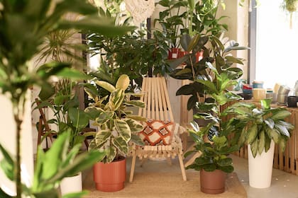Los hashtags vinculados a jardinería urbana, plantas de interior y coleccionismo suman millones de visualizaciones en las redes sociales