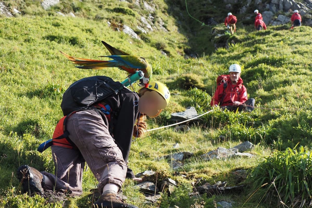 Los hechos ocurrieron en Reino Unido, Gales (Foto: iStock)