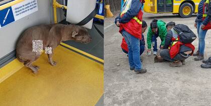 Los hechos tuvieron lugar el pasado 9 de mayo (Foto: Twitter @TransMilenio)