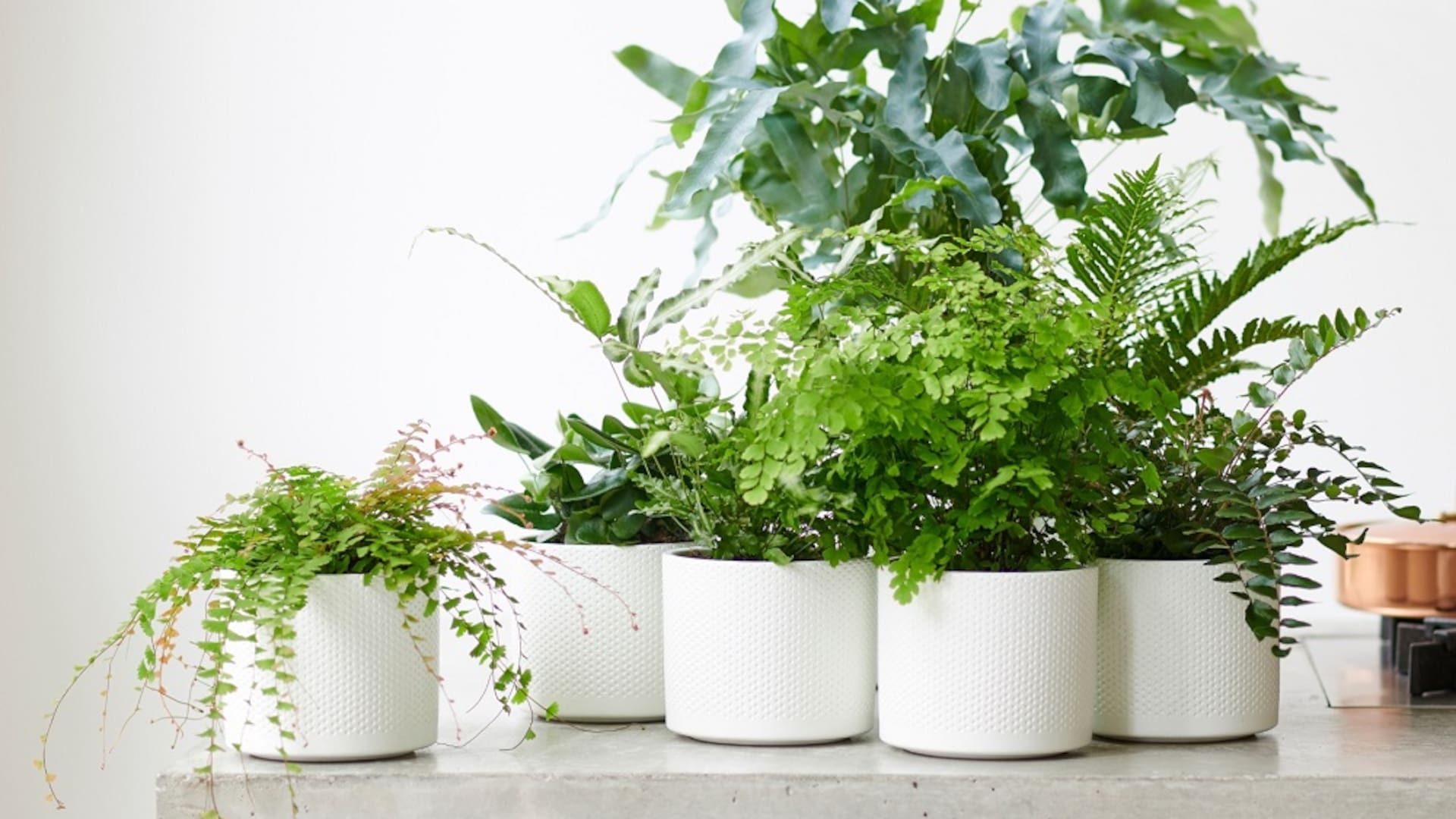 Los helechos son ideales para sumar vegetación en patios o galerías, ya que se desarrollan bien a la sombra y aman la humedad
