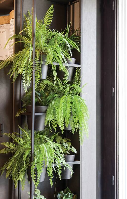Los helechos son ideales para sumar vegetación en patios o galerías, ya que se desarrollan bien a la sombra y aman la humedad