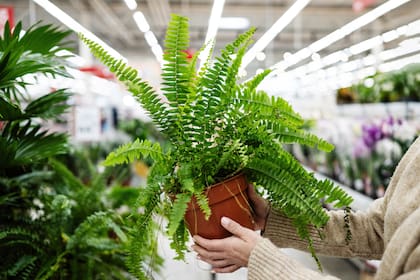 Los helechos son plantas que necesitan de una luz media, idealmente que no sea directa
