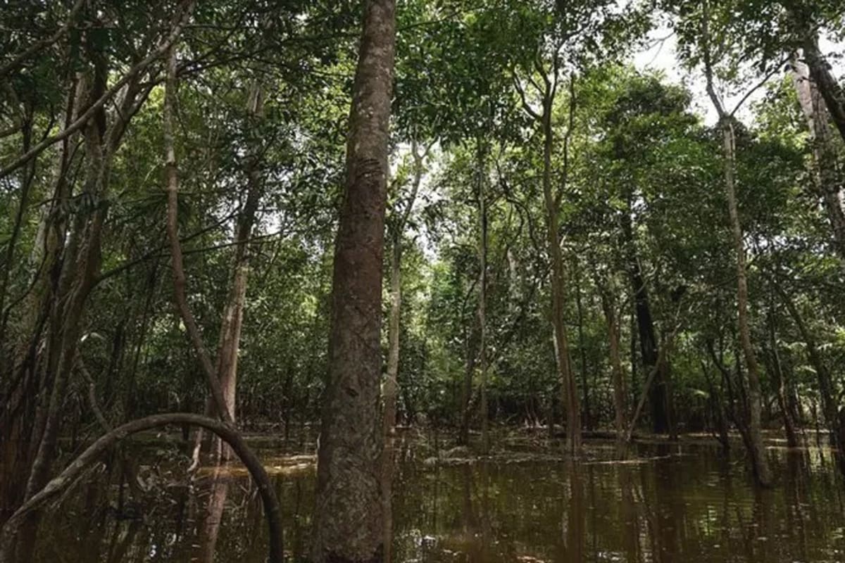 Los hermanos se perdieron en el Amazonas durante la temporada de lluvia, cuando desplazarse a través de la jungla es más difícil de lo habitual.