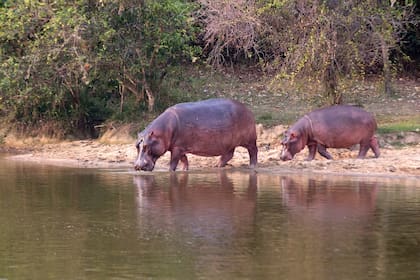 Los hipopótamos del narco Pablo Escobar están invadiendo Colombia