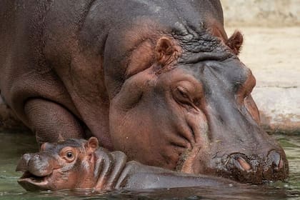 Los hipopótamos se pasean frente a las cámaras en tiempo real en el Zoo de San Diego
