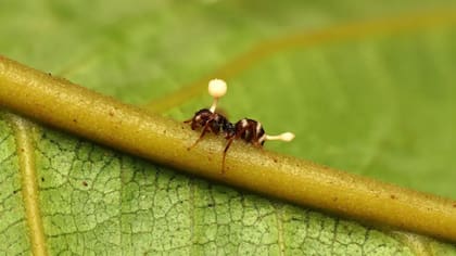 Los hongos del género cordyceps pueden invadir insectos y tomar control de sus acciones