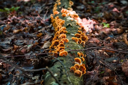Los hongos guardan una estrecha relación con los árboles (Foto: Freepik)