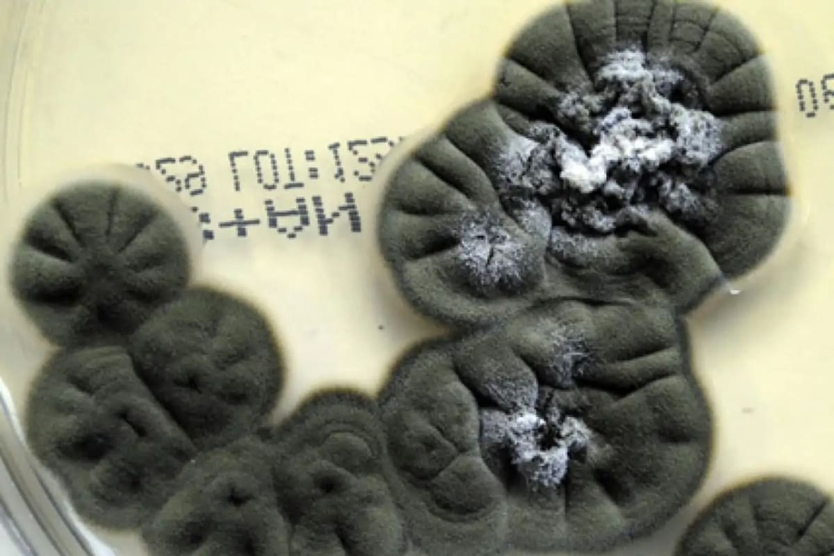 Los hongos negros de Chernóbil podrían ser la clave para conquistar nuevos planetas