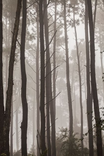 "Los hongos no suelen estar a simple vista, están escondidos: son parte del secreto de los bosques", dice Fabio Balest.