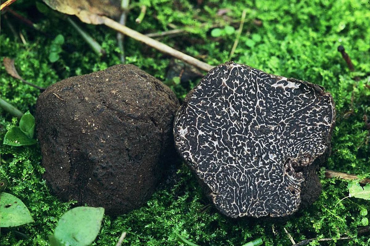 Los hongos tardan al menos 4 años en crecer