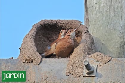 Los horneros se dividen las tareas de construcción del hogar y crianza de los pichones en partes iguales