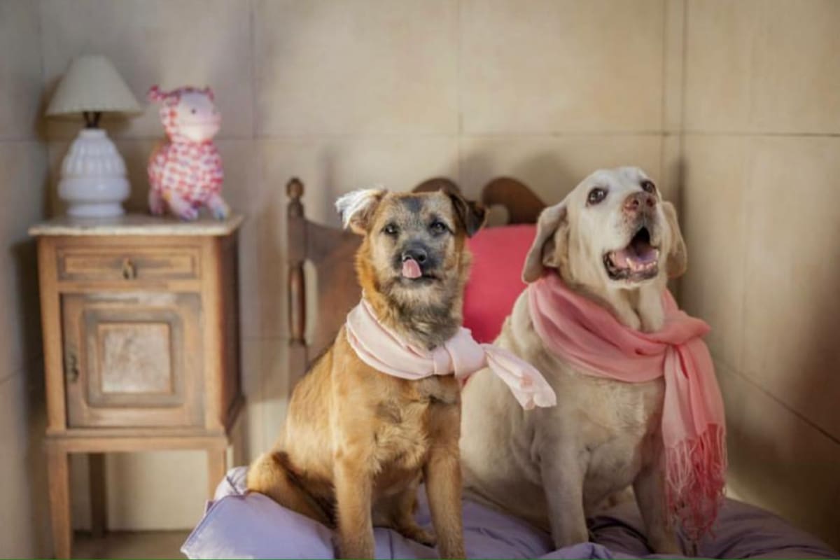 Los hoteles para perros de lujo que existen en Buenos Aires. Foto: @los_campos_hosteria_canina_