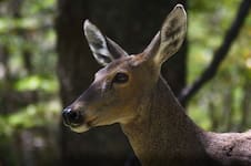 Hay menos de 2000 ejemplares: el plan científico con cámaras térmicas para monitorear al “fantasma de los Andes”, una especie en peligro de extinción de la Patagonia
