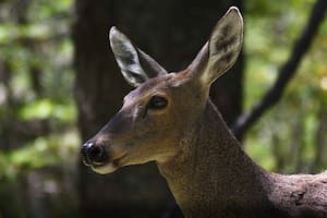El plan científico con cámaras térmicas para monitorear al “fantasma de los Andes”, una especie en peligro de extinción de la Patagonia