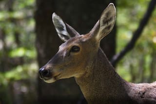 El plan científico con cámaras térmicas para monitorear al “fantasma de los Andes”, una especie en peligro de extinción