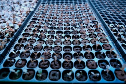 Los huertos caseros son saludables para las personas y el planeta. Conozca cómo tener el suyo