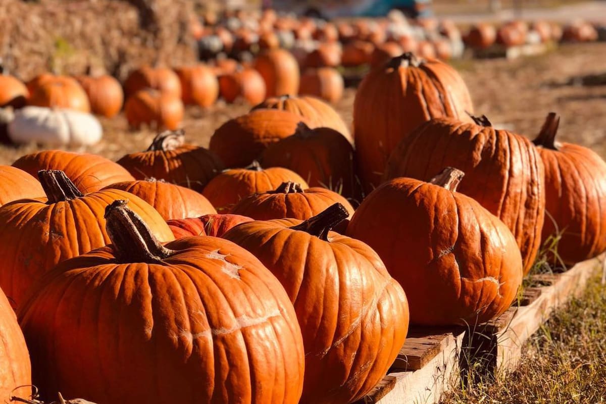 Los huertos son perfectos para ambientar las casas en Hallowen con las mejores calabazas (Instagram/@tamirisgilley)