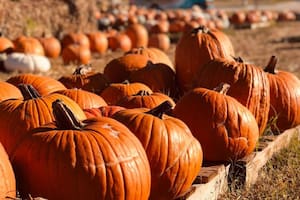 Huertos de calabazas en Texas para elegir las mejores decoraciones para Halloween