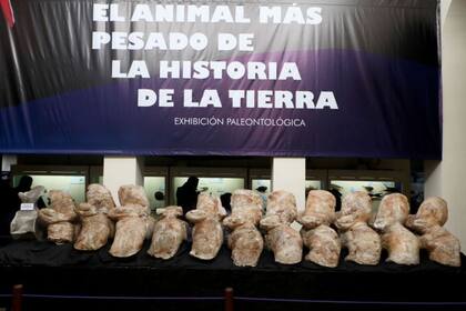 Los huesos del Perucetus colossus se exhiben en el Museo de Historia Natural de la Universidad Nacional Mayor de San Marcos de Lima, Perú