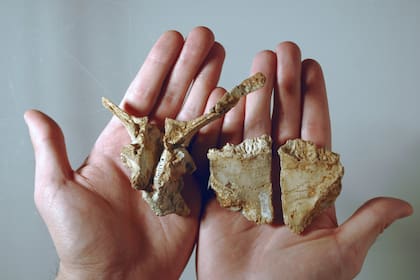 Los huesos del 'Transylvanosaurus platycephalus' encontrados en Rumanía