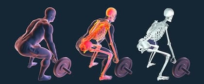 Los huesos le dan estructura a nuestro cuerpo y albergan la médula ósea