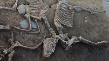 Los huesos presentaron indicios de haber sido atacados por animales carroñeros antes del sacrificio