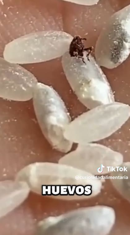 Los huevos de gorgojo eclosionan con la humedad y el calor, por eso se sugiere conservar los productos 24 horas en la heladera