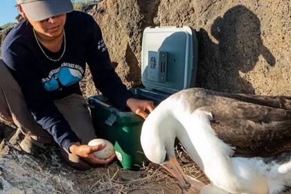 Los huevos señuelo son sustituidos por los huevos de albatros patas negras translocados desde Midway.