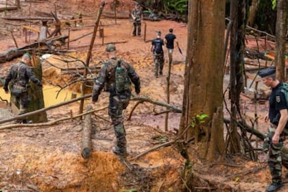 Los humanos están ocasionando la extinción de otras especies mediante la caza, la minería, la pesca excesiva y la tala de bosques