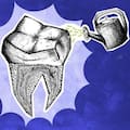 Los científicos que buscan que los dientes que perdemos vuelvan a crecer