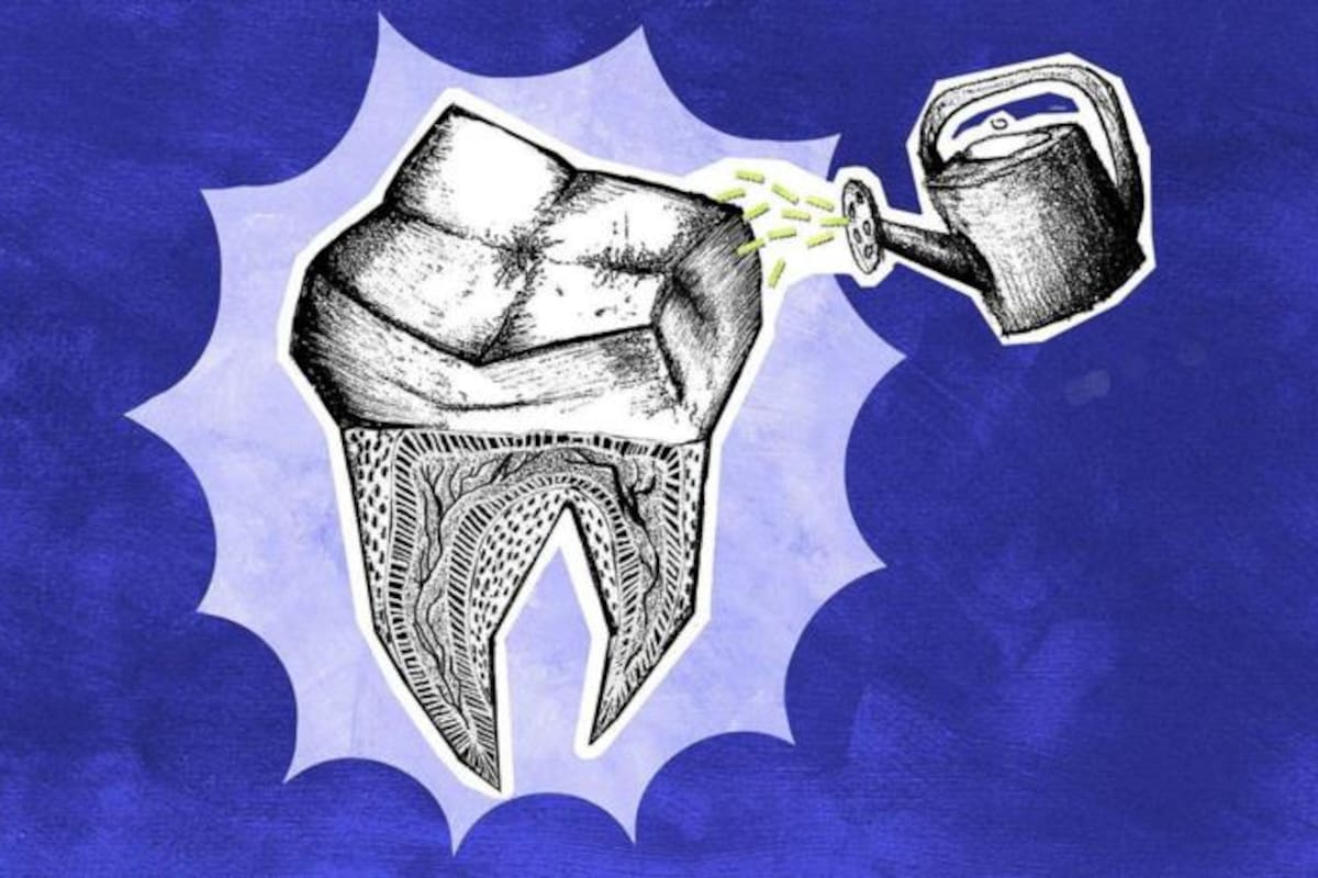 Los humanos no son capaces de regenerar los dientes definitivos que pierden, a diferencia de otras especies