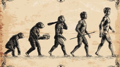Los humanos y monos tenemos ancestros en común