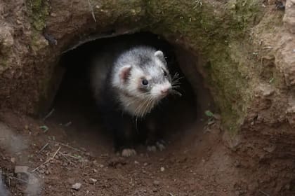 Los hurones han ayudado históricamente en Europa y Norteamérica para cazar animales pequeños, y a controlar plagas y proteger cultivos sacando conejos y roedores de madrigueras profundas