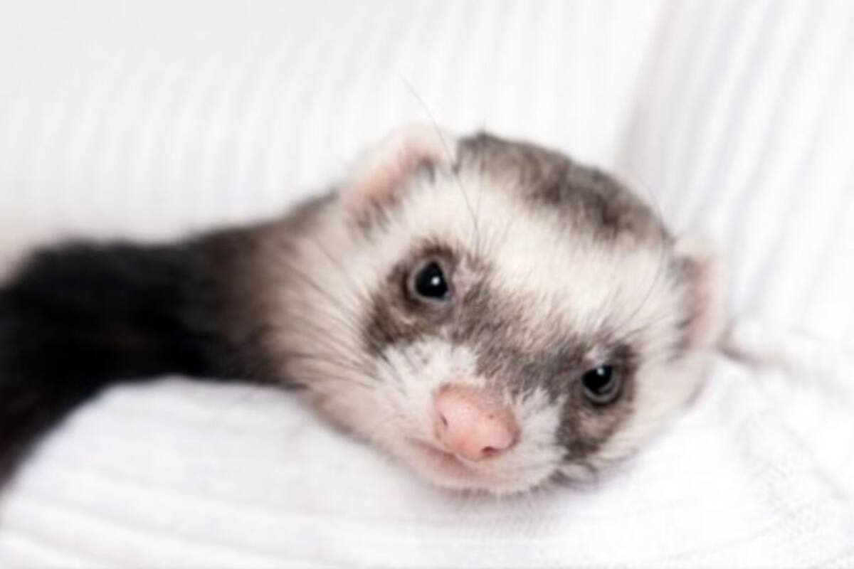 Los hurones son animales fascinantes que requieren una alimentación específica para mantenerse sanos y activos