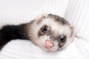 Los hurones son animales fascinantes que requieren una alimentación específica para mantenerse sanos y activos