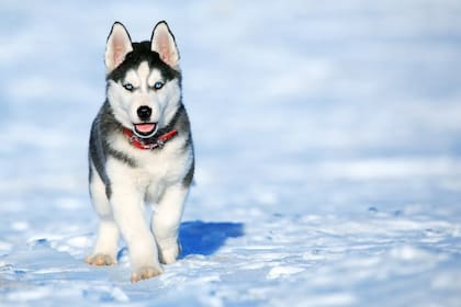 Los huskies son conocidos por su independencia y terquedad, lo que puede dificultar su entrenamiento en entornos más pequeños.