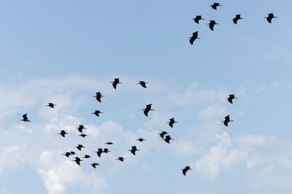 Los ibis calvo septentrional habían llegado a desaparecer por completo del mapa natural de Europa