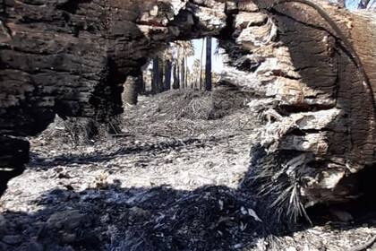 Los incendios afectan principalmente, entre otras, zonas del norte de Santa Fe