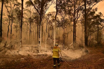 Los incendios en Australia ya provocaron la muerte de unos 480 millones de animales