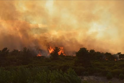 Los incendios y la tala de árboles destruyeron 4,2 millones de hectáreas