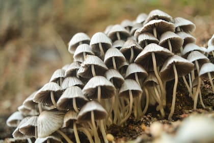 Los indígenas americanos tenían principal preferencia por aquellos de efecto alucinógeno