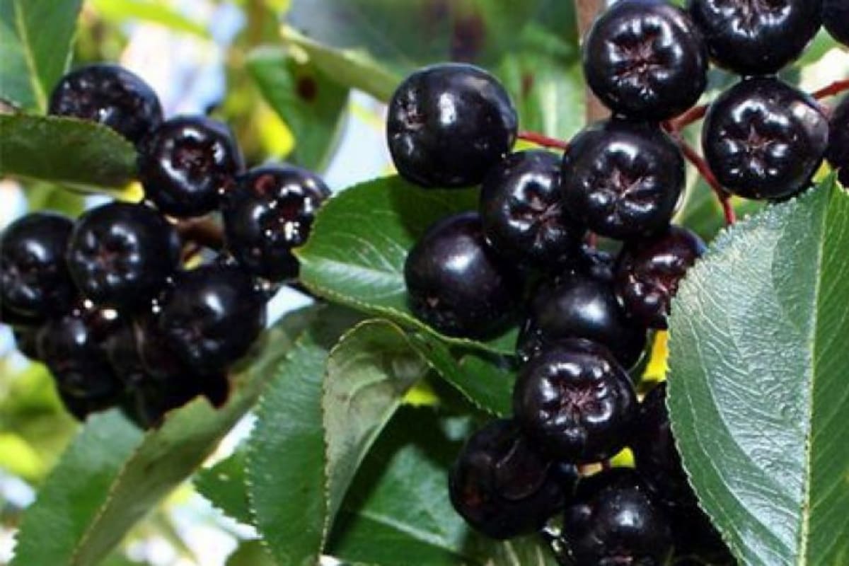 Los indígenas conocen desde hace mucho tiempo los beneficios para la salud de los frutos locales