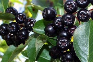 Los indígenas conocen desde hace mucho tiempo los beneficios para la salud de los frutos locales