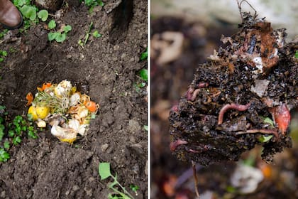 Los ingredientes del compost irán perdiendo la forma y terminarán de color negro: a partir de ese momento el compuesto puede usarse como abono.