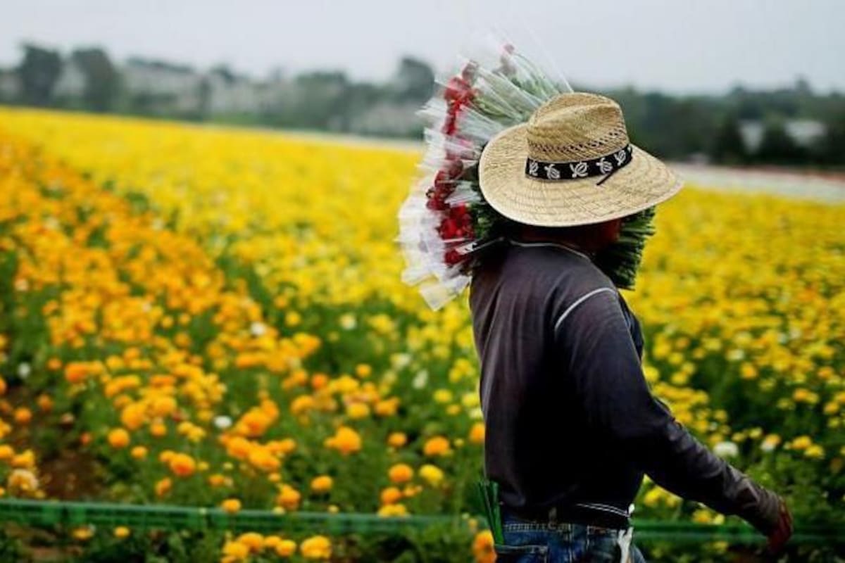 Los inmigrantes representan el 19% de la fuerza laboral de EE.UU