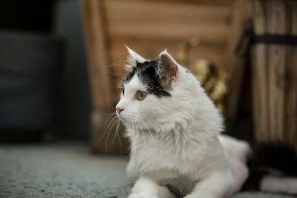 Los inscriptos tienen que completar una encuesta en la que declaran algunas características del comportamiento, salud y ambiente en donde convive o se relaciona con el gato participante