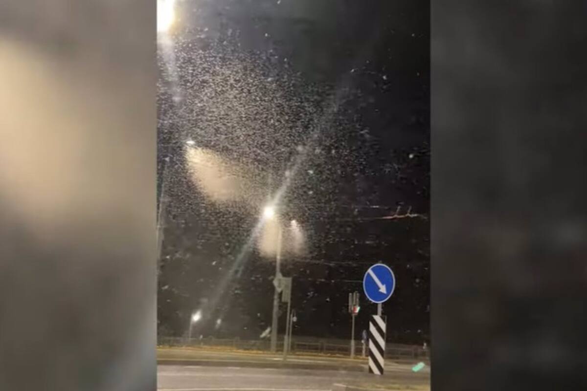 Los insectos cubrieron la carretera, los semáforos y los caminos de Mogilve, Bielorrusia
