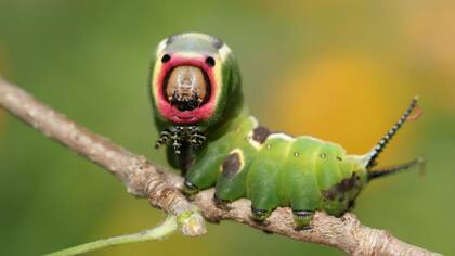 Los insectos están amenazados en todo el mundo