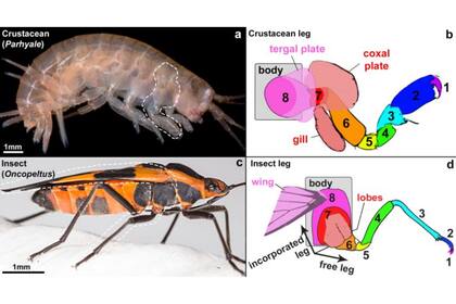 Los insectos incorporaron dos segmentos de patas de crustáceos ancestrales