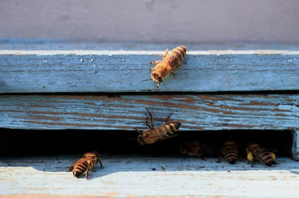 Los insectos presentan valiosos procesos de deliberación